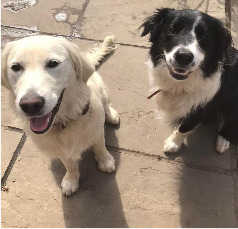 Puppy Training Classes