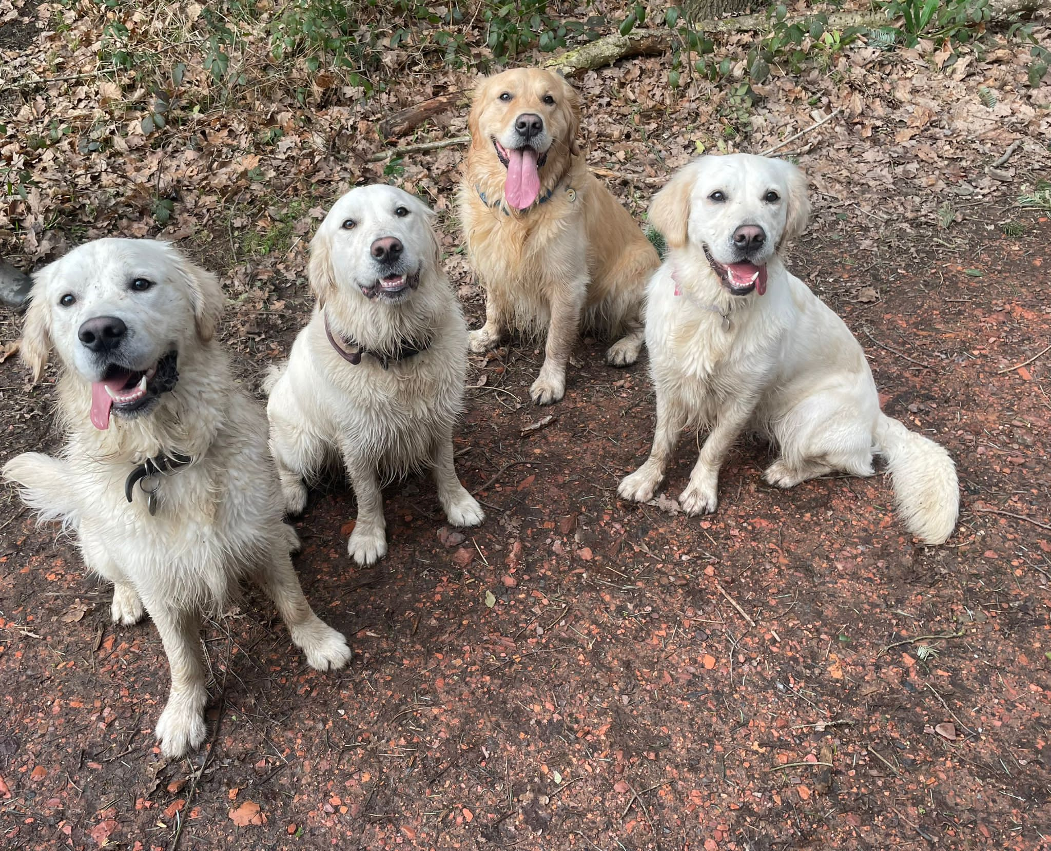 Puppy Training Classes